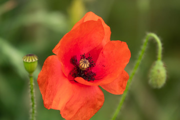 Fototapeta premium Poppy Flower in Bloom in Springtime