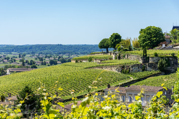 SAINT-EMILION (Gironde, France), vignes autour du village	