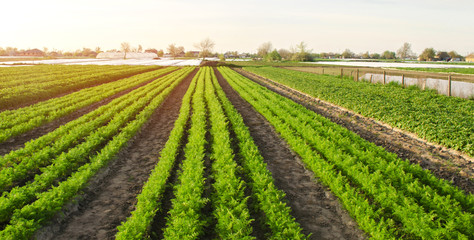 Fototapeta na wymiar Beautiful view of a carrot plantation growing in a field. Organic vegetables. Farming. Agriculture. Selective focus