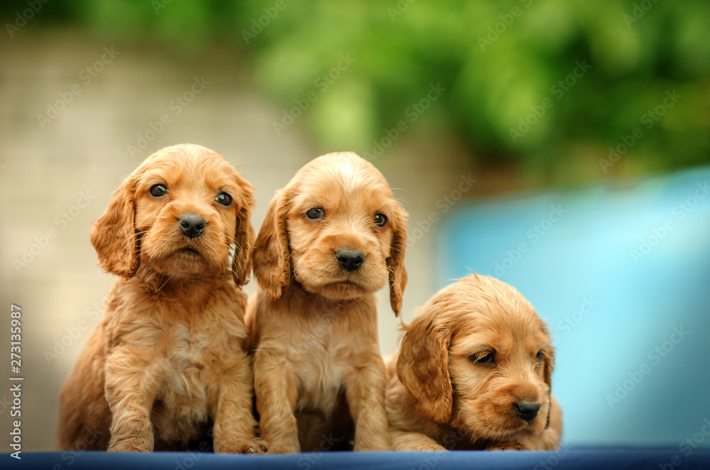 Poster English Cocker Spaniel cute red puppies The first photoshoot kids