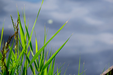 Obraz premium green meadow pasture grass details by the river