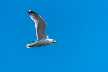 Seagull Flying in a Clear Blue Sky over the Baltic Sea