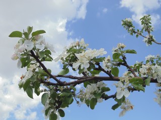 Flowers...Khakassia.Southern Siberia.