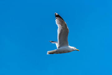 Seagull Flying in a Clear Blue Sky over the Baltic Sea