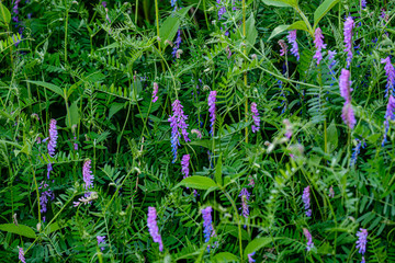 first spring flowers on the ground