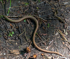Small Snake with a Large Worm in its Mouth