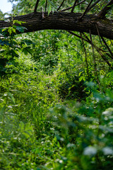 grass and foliage texture in country nature garden