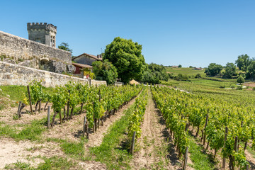 Fototapeta na wymiar SAINT-EMILION (Gironde, France), vignes autour du village 