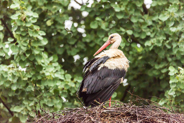 Wet Female Stork in Her Nest Protecting Babies on a Foggy Morning