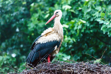 Wet Female Stork in Her Nest Protecting Babies on a Foggy Morning