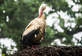 Wet Female Stork in Her Nest Protecting Babies on a Foggy Morning