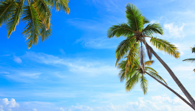 Coconut Palm Trees On Blue Sky With White Clouds.