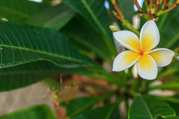 single frangipani (plumeria rubra) summertime blooming in australia