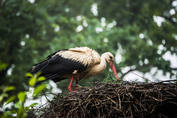 Wet Female Stork in Her Nest Protecting Babies on a Foggy Morning