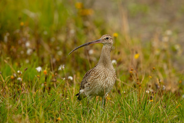 Ein Großer Brachvogel nach links blickend in einer saftigen Feuchtwiese