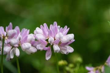 Purple Crown Vetch Flowers in Bloom in Springtime