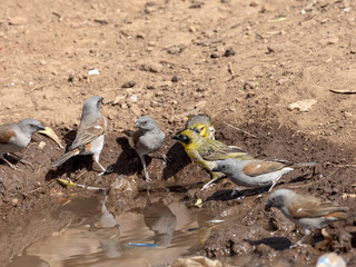 Different species of weavers await at a pool of water, Ethiopia