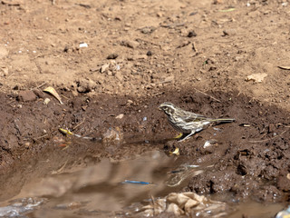 Different species of weavers await at a pool of water, Ethiopia