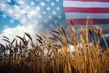 Double exposure with the american flag and  wheat.