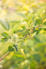 Apple tree branch with young green fruit