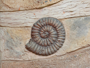 Replica fossil on the wall