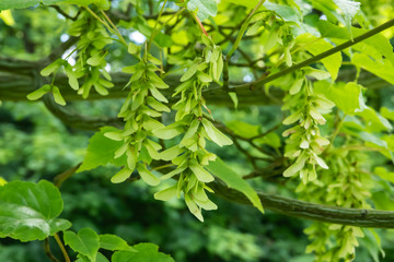 Redvein Maple Fruits in Springtime