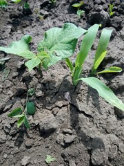 Corn sprouts and zucchini growing out of the ground in the garden.