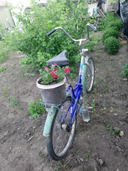 Fototapeta na wymiar Bicycle, on the trunk of which is a container with flowers, surrounded by greenery, rear view.