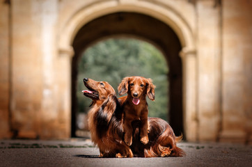 two dachshunds dog guarding the gate arch beautiful portrait near the castle