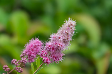 Fototapeta premium Rose Spiraea Flowers in Bloom in Springtime