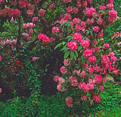 Colourful spring display of Rhododendrons in a woodland garden