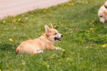 Golden Retriever and Corgi playing on the grass in the park