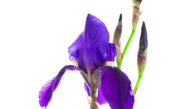 Timelapse of a dark blue iris flower blooming on white background