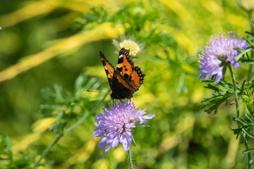 Small Tortoiseshell Butterfly on Field Scabious Flowers in Springtime