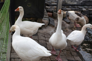 Beautiful White goose in a lake