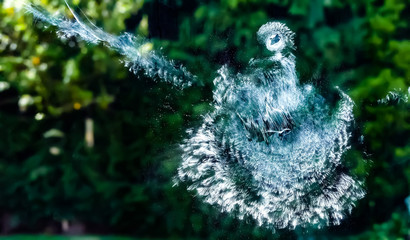Ghostly contact marks of a wood pigeon strike on outside of a window, dust splatter and fine detail of bird's shape with body, wings, head, eye and beak. Inside looking out with hedgerow background.