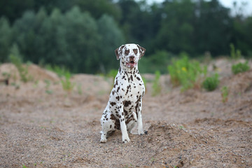 Stolzer Dalmatiner im Sand