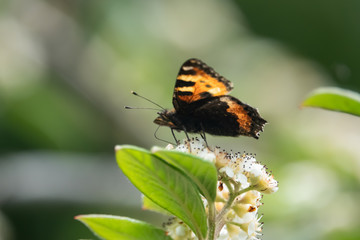 Fototapeta na wymiar Small Tortoiseshell Butterfly on Cotoneaster Flowers in Springtime