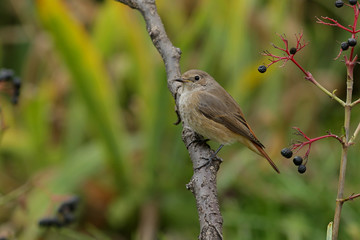 bird on a branch