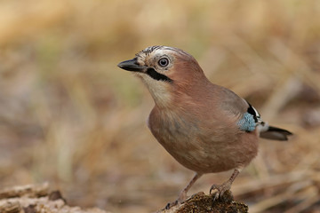 bird on a branch