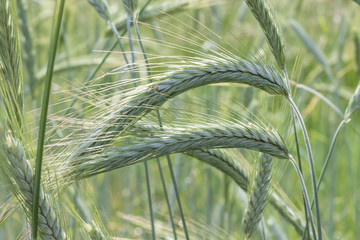 Ears of green wheat on the background of green wheat field.