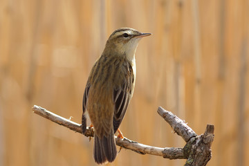 bird on a branch