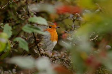 robin on a branch