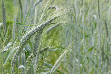 Ears of green wheat on the background of green wheat field.