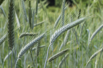 Ears of green wheat on the background of green wheat field.