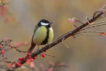 Obraz premium blue tit on a branch