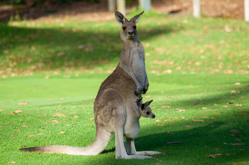 Australische kangoeroe moeder en schattige joie baby in buidel
