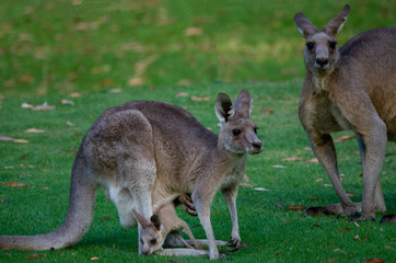 Naklejka na ściany i meble australia kangaroo mother and father and joie baby in pouch eating grass