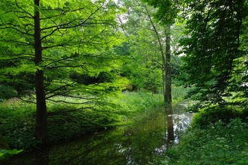 Magical forest in the morning sunlight rays. Summer landscape, river in the forest.