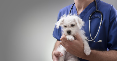 Veterinarian doctor examining a Maltese puppy